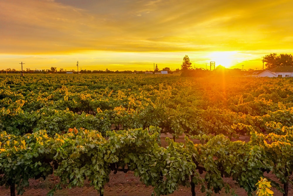 A golden sunset over a wine vineyard in Central California.
