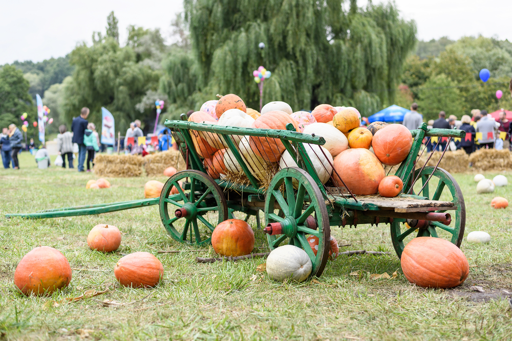 pumpkin cart in elks grove