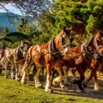 A team of horses drawing a covered carriage.